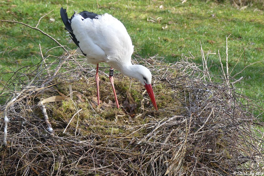 Europäischer Weißstorch