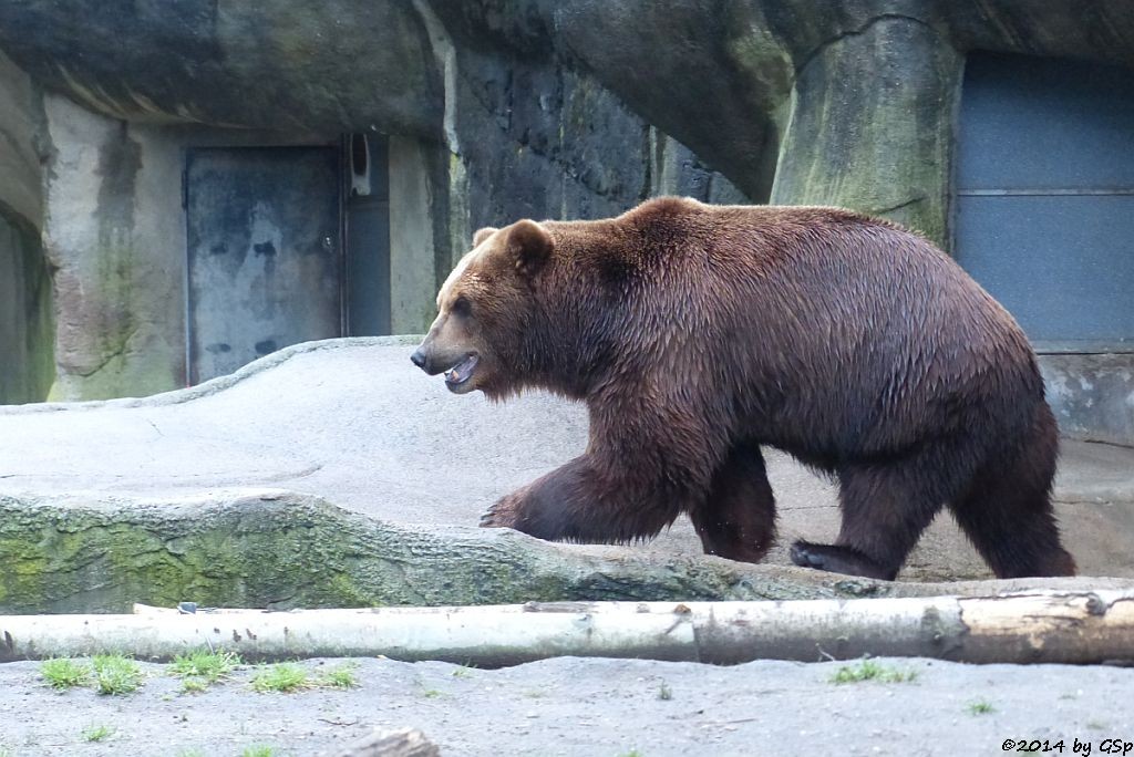 Kamtschatkabär LEONID