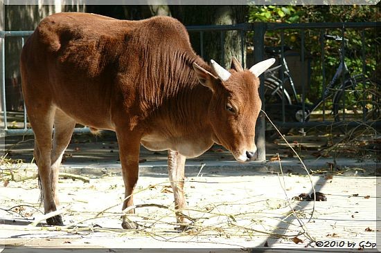 Zwerg-Zebu