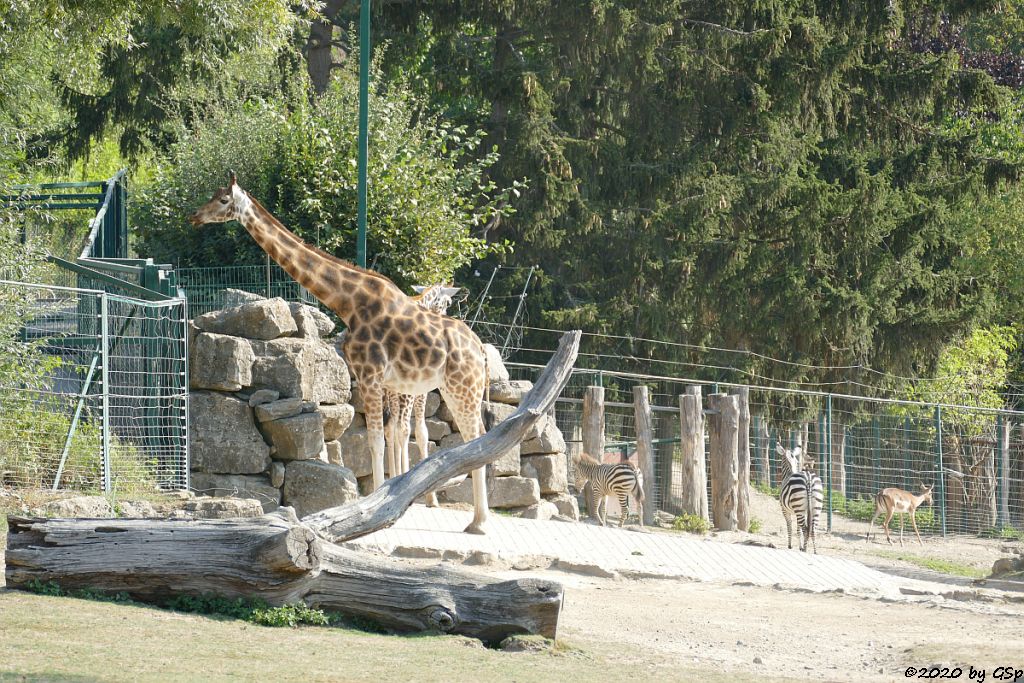 Rothschildgiraffe (Uganda-Giraffe, Baringo-Giraffe), Böhm-Steppenzebra (Granz-Zebra), Impala (Schwarzfersenantilope)