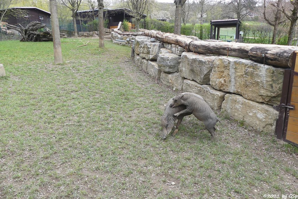 Sulawesi-Hirscheber (Celebres-Hirscheber, Sulawesi-Babirusa), Jungtier geb. am 21.10.20