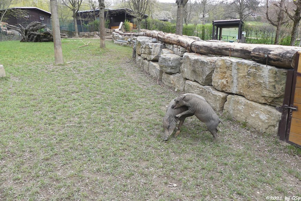 Sulawesi-Hirscheber (Celebres-Hirscheber, Sulawesi-Babirusa), Jungtier geb. am 21.10.20