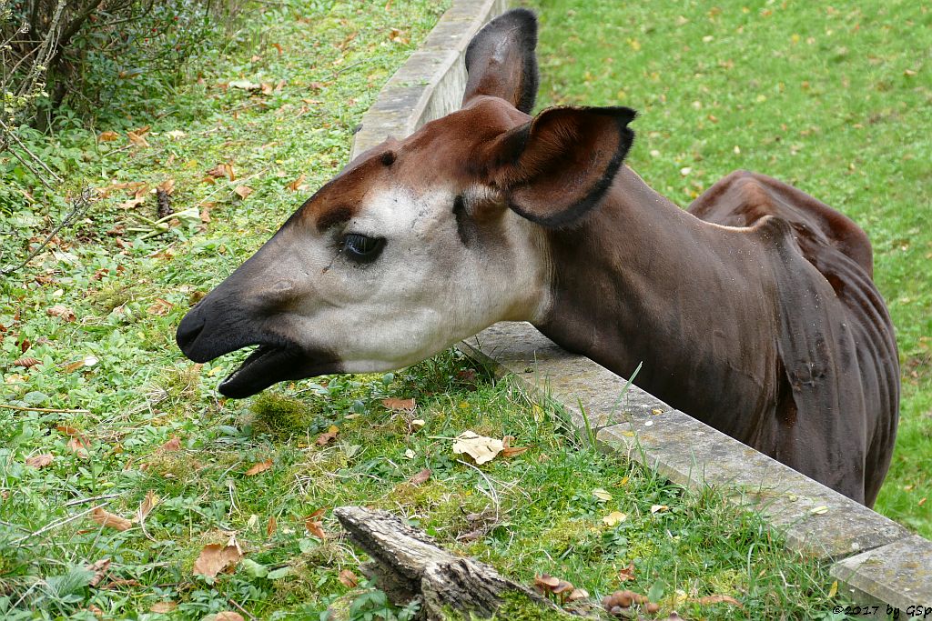 Okapi (Kurzhalsgiraffe, Waldgiraffe)