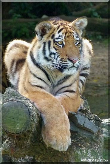 Sibirischer Tiger JEGOR