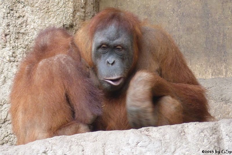 Sumatra-Orang-Utan