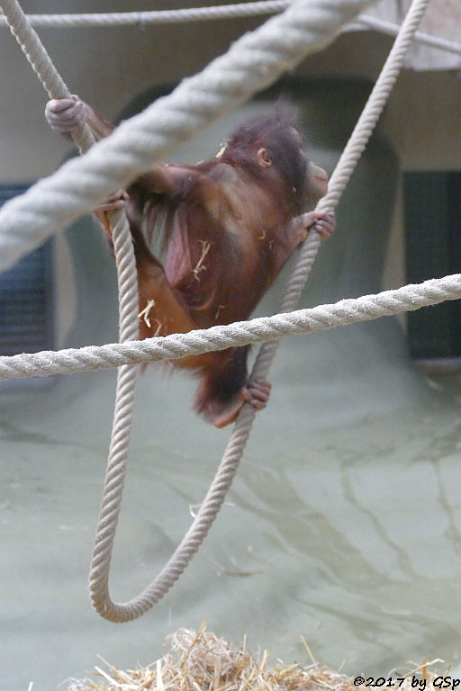 Borneo-Orang-Utan