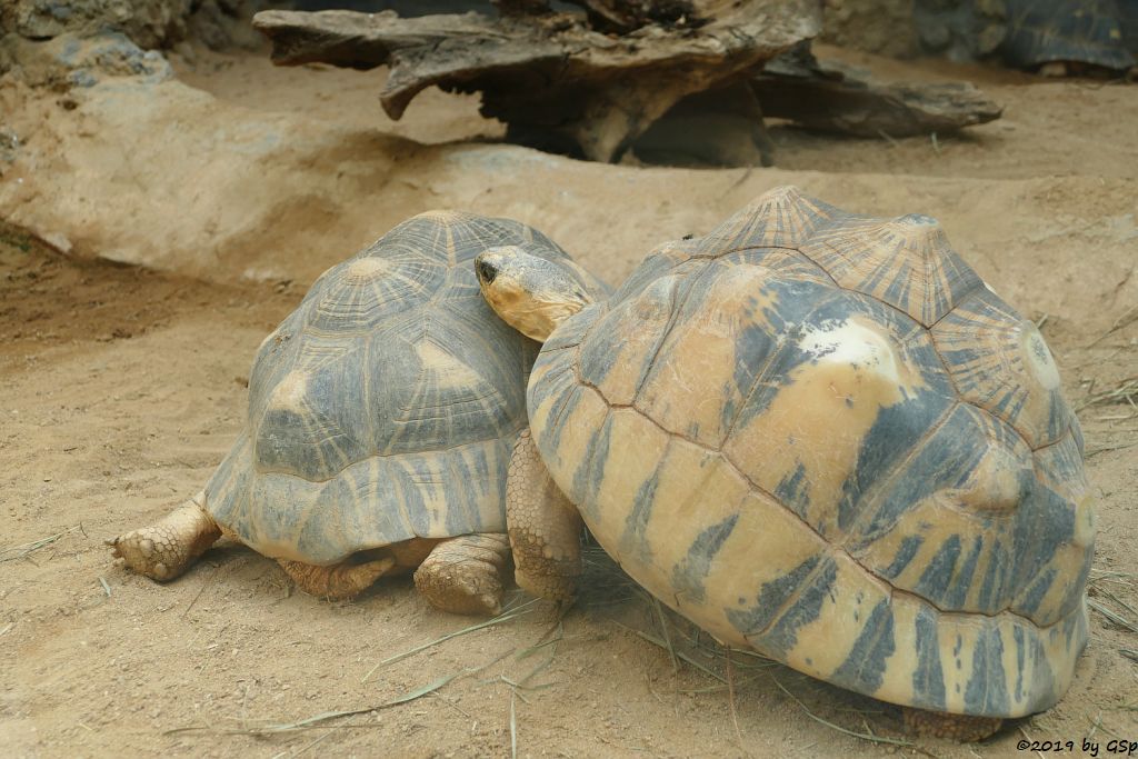 Strahlenschildkröte