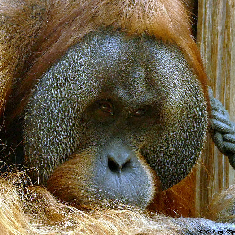 Sumatra-Orang-Utan UJIAN