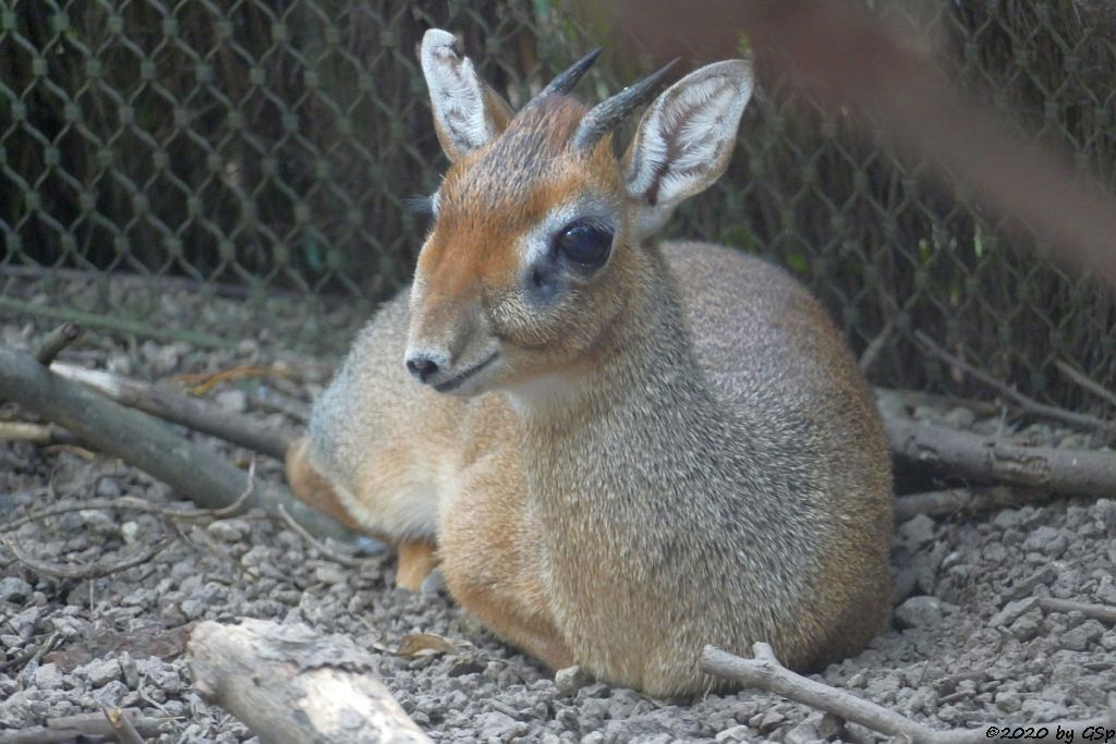 Kirk-Dikdik (Kirk-Rüsseldikdik, Kirks Zwergrüsseldikdik)