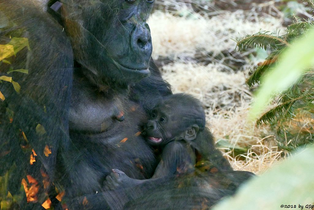 Flachlandgorilla TUANA mit Jungtier, geb. 11.1.18 (2 Wochen alt)