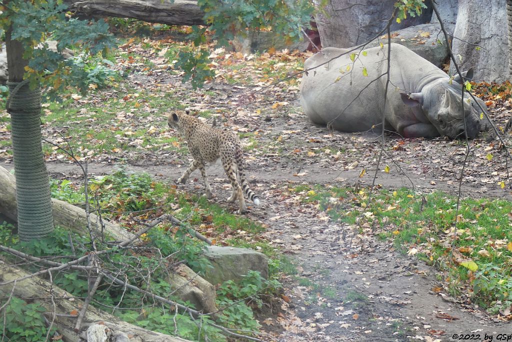 Südafrikanischer Gepard, Ostafrikanisches Spitzmaulnashorn (Östliches Spitzmaulnashorn) VUNGU