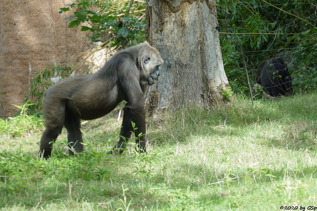 Westlicher Flachlandgorilla