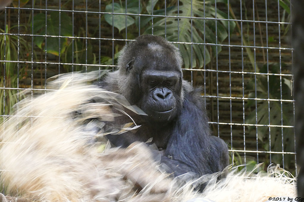 Flachlandgorilla GOMA, geb. 23.9.59