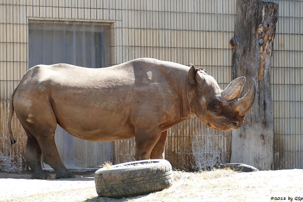 Südzentralafrikanisches Spitzmaulnashorn (Südliches Spitzmaulnashorn) KALUSHO