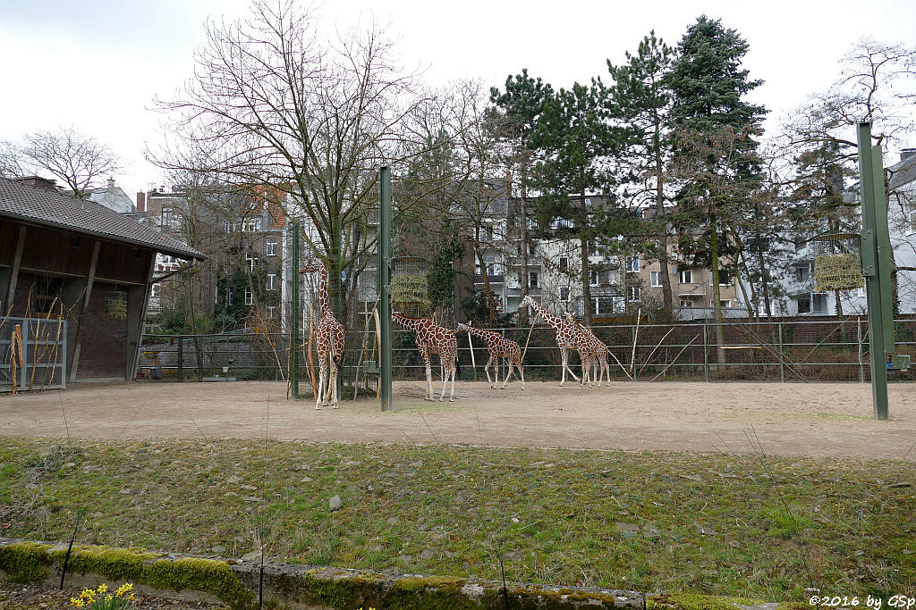 Netzgiraffe