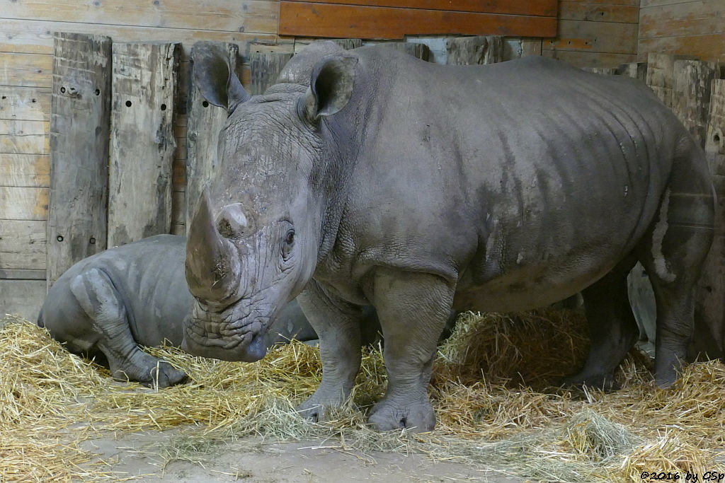 Breitmaulnashorn TAMU mit Sohn AMADOU, geb. am 4.4.15