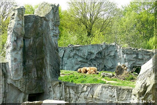 Kodiakbären BUFFY und BRENDA