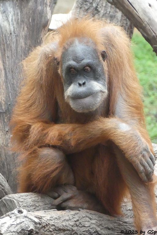 Sumatra-Orang-Utan