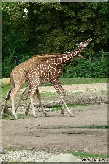 Westafrikan. Giraffe (Kordofan-Giraffe) DIKO und Netzgiraffe ULEMBO