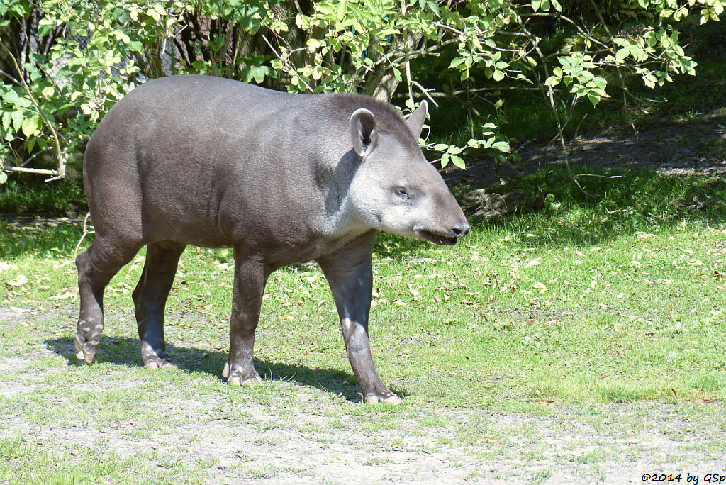 Flachlandtapir