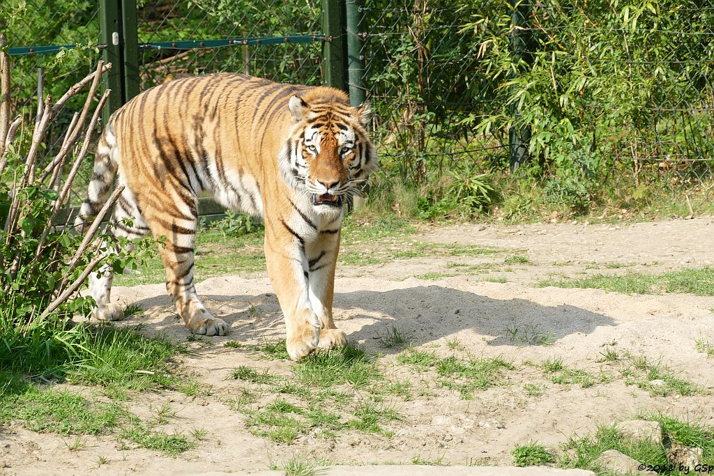 Amurtiger (Sibirischer Tiger, Mandschutiger)