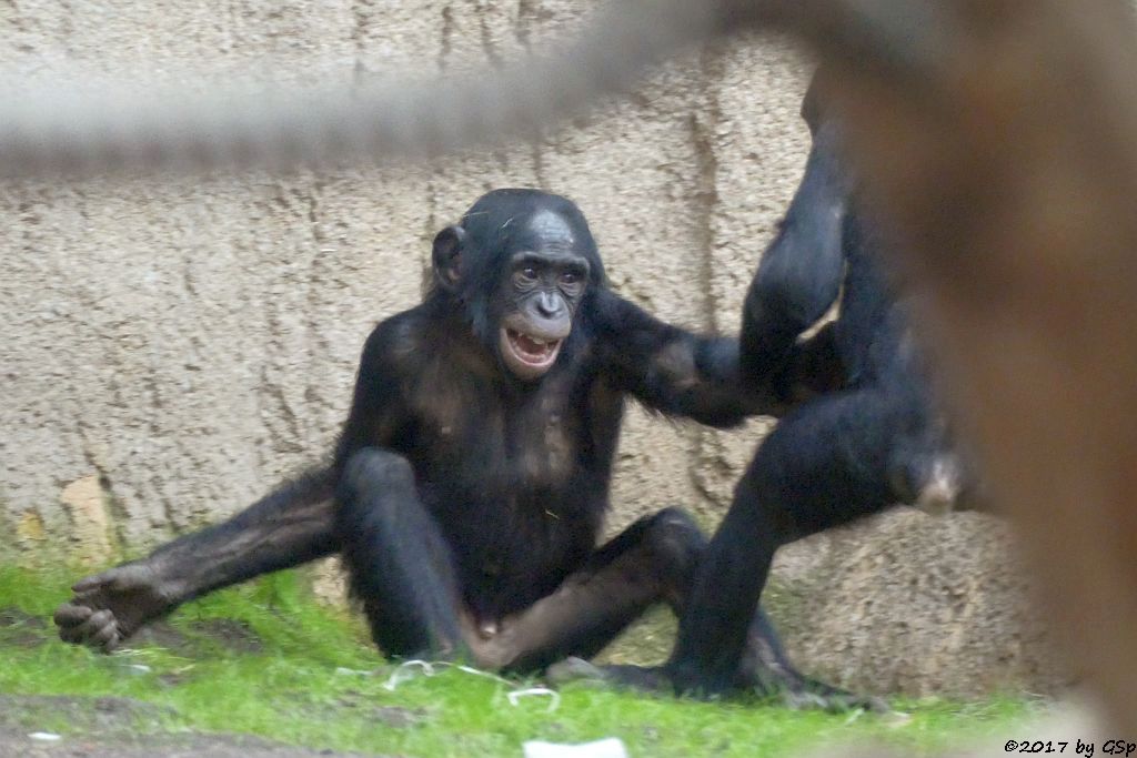 Bonobo