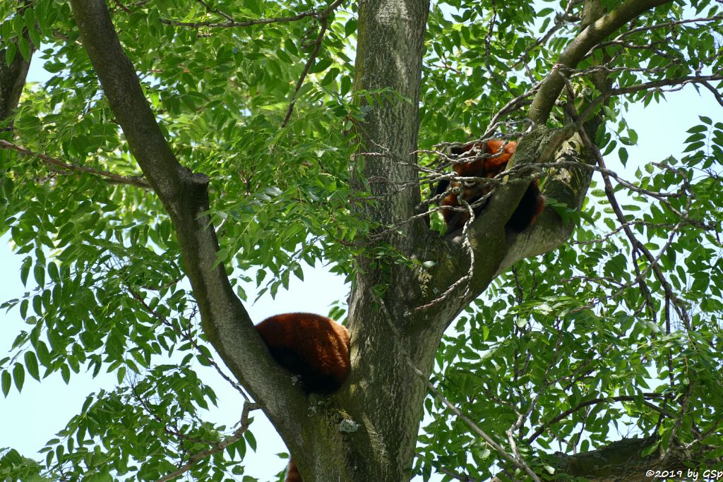 Westlicher Kleiner Panda (Westlicher Katzenbär, Nepalisischer Roter Panda)