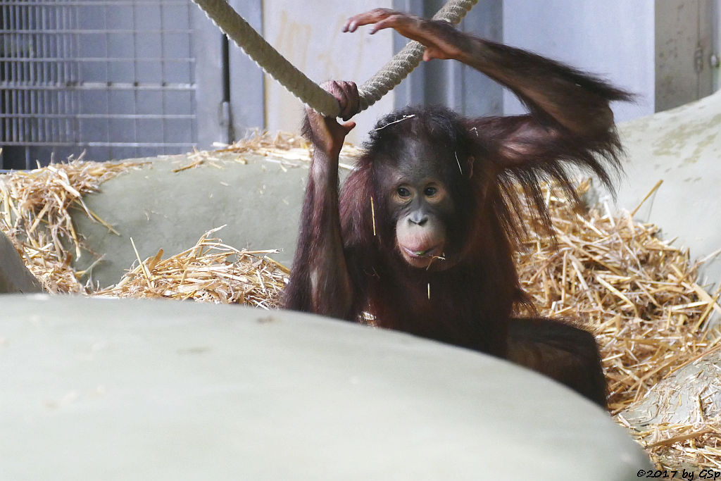 Borneo-Orang-Utan