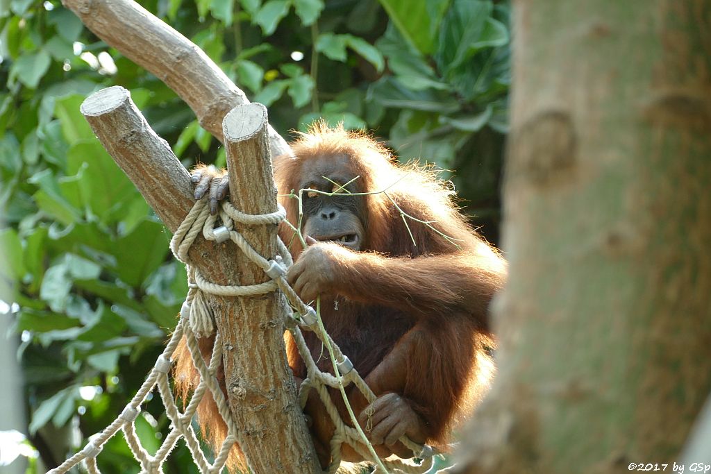 Sumatra-Orang-Utan