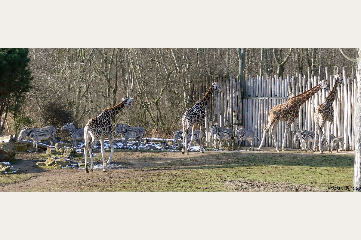 Rothschildgiraffe , Grévy-Zebra