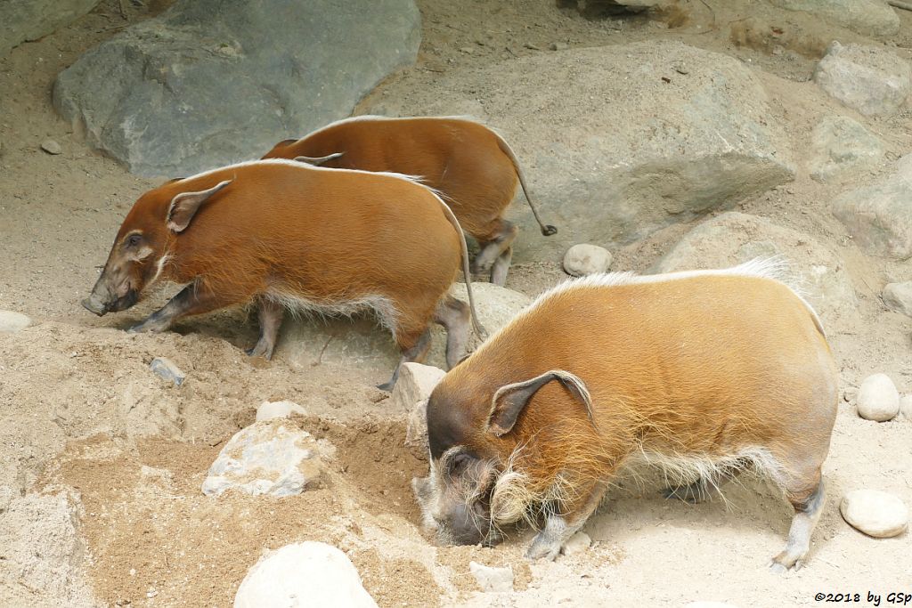 Pinselohrschwein (Rotes Flussschwein)