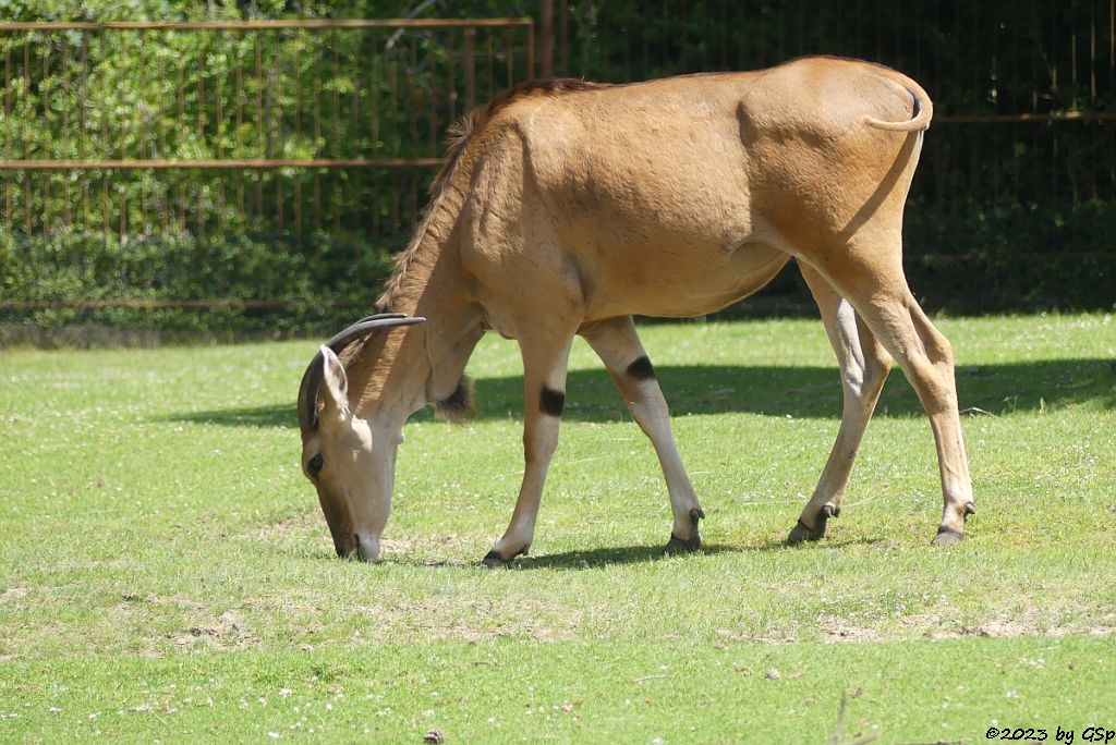 Elenantilope