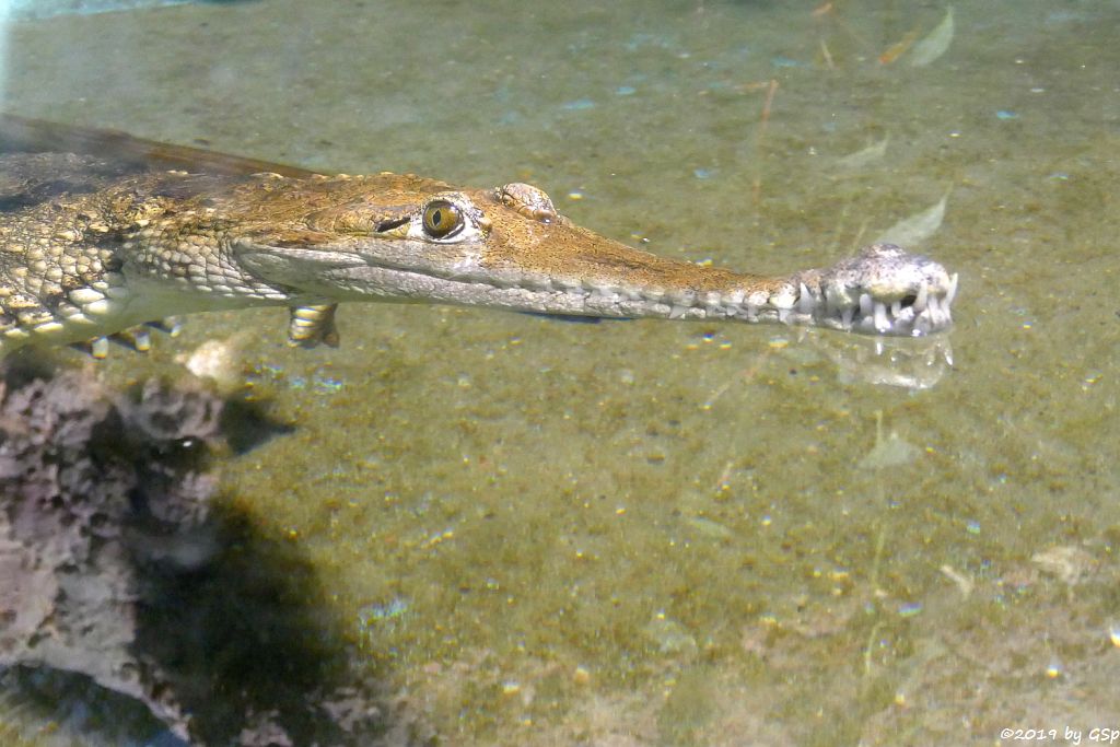 Australisches Süßwasserkrokodil (Johnstonkrokodil)