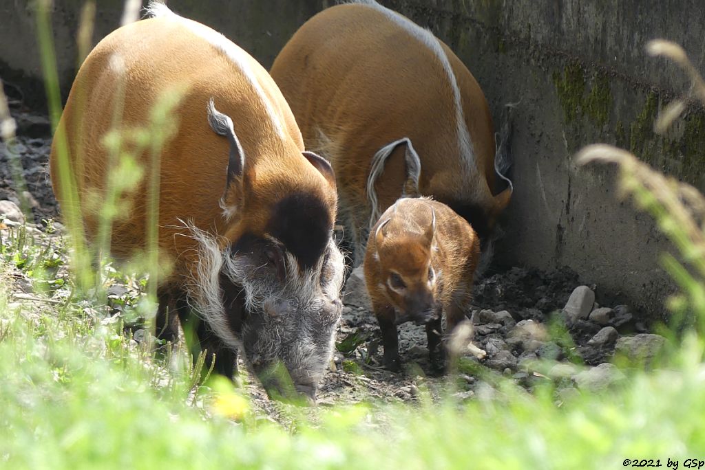 Pinselohrschwein (Rotes Flussschwein), Jungtier geb. Anf. Juni 2021