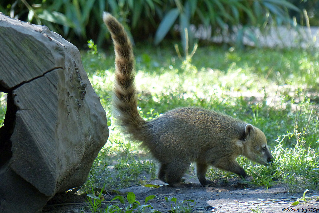 Nasenbär