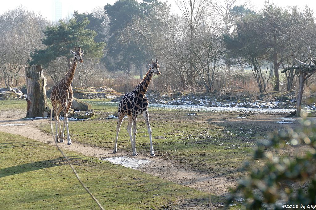 Rothschildgiraffe (Uganda-Giraffe, Baringo-Giraffe)