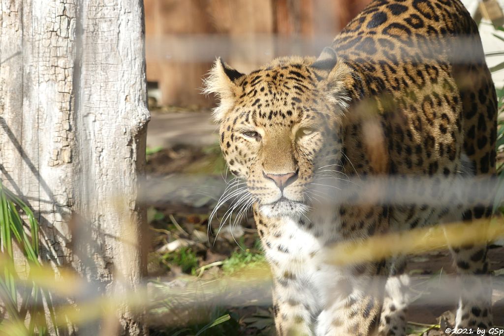 Chinaleopard (Nordchinesischer Leopard)