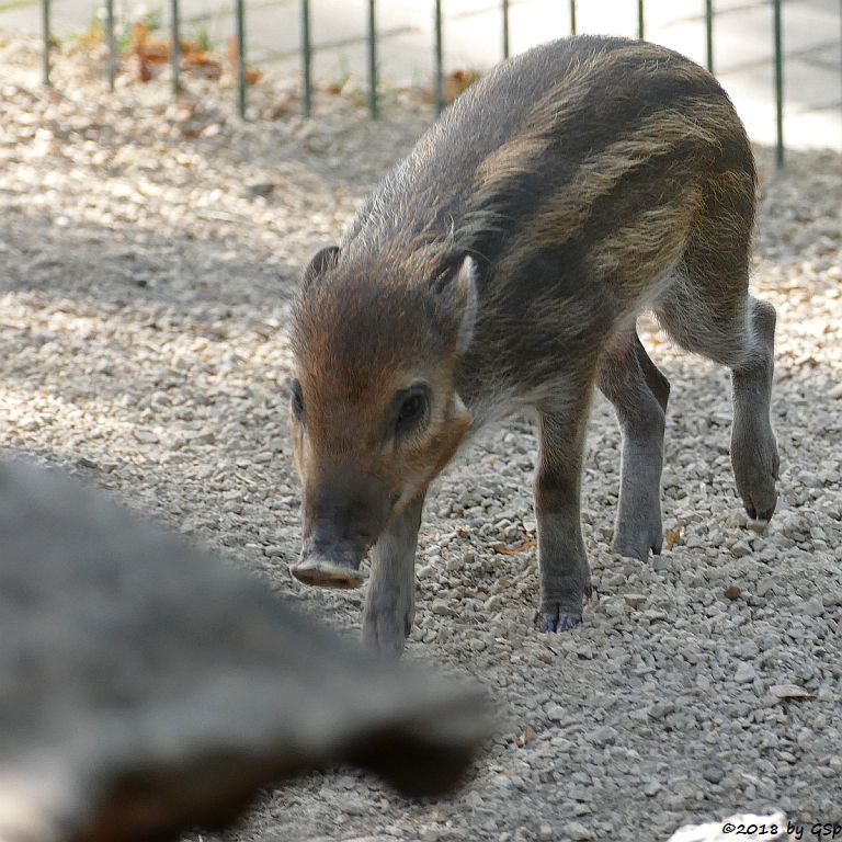 Negros-Pustelschwein (Visayas-Pustelschwein, Visayas Mähnenschwein), geb. 17.7.18