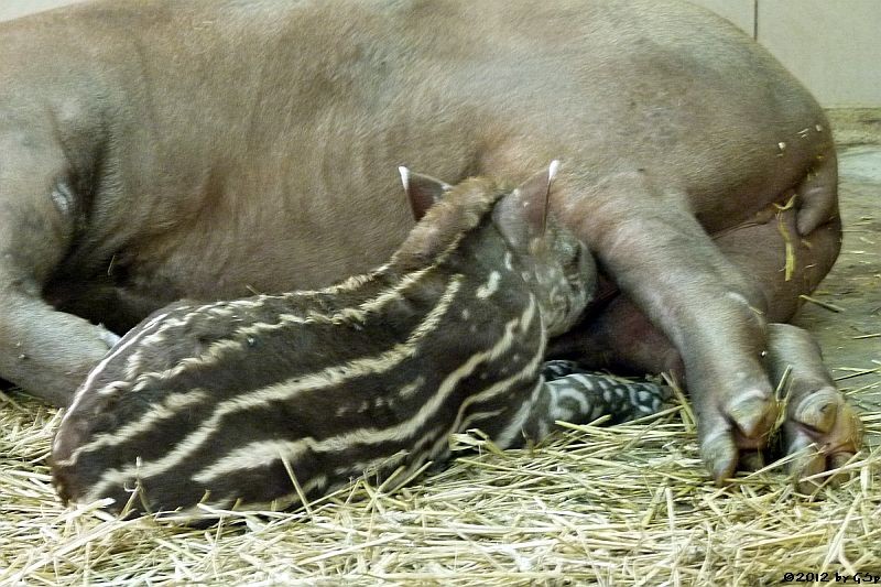 Flachlandtapir, Jungtier geb. am 10.08.12