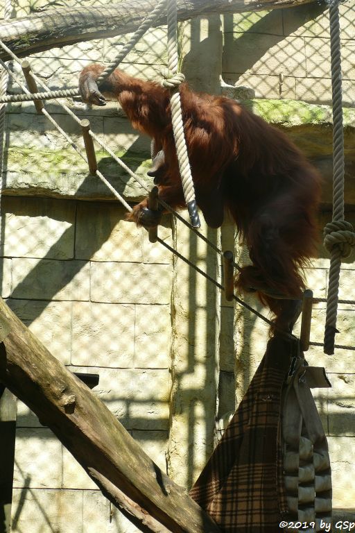 Borneo-Orang-Utan