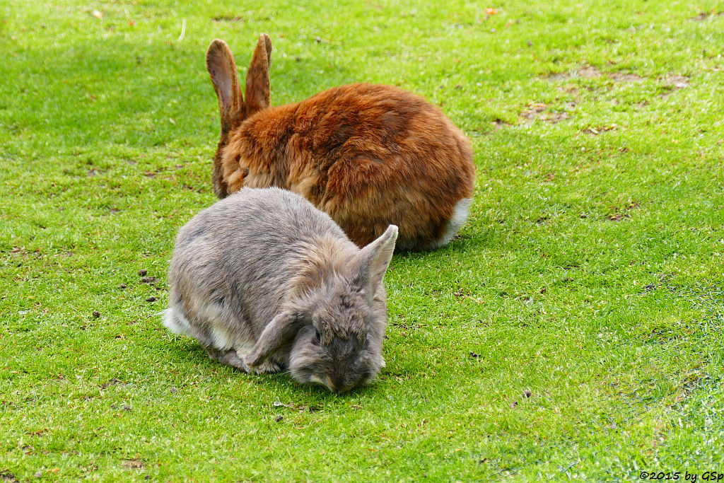 Hauskaninchen