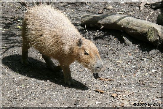 Capybara