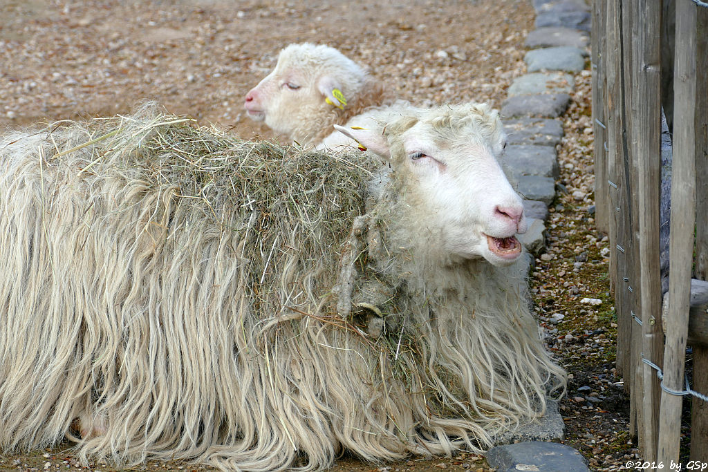 Moorschnucke, Jungtier geb. am 1.4.16 (3 1/2 Wo alt)