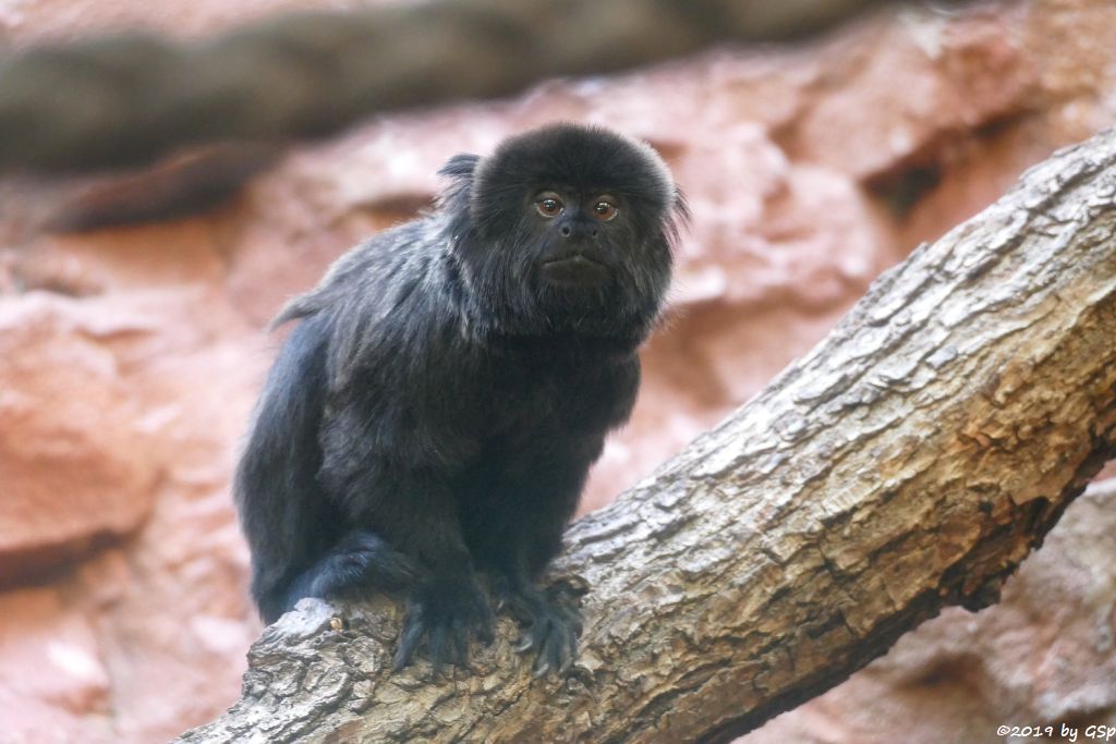 Springtamarin