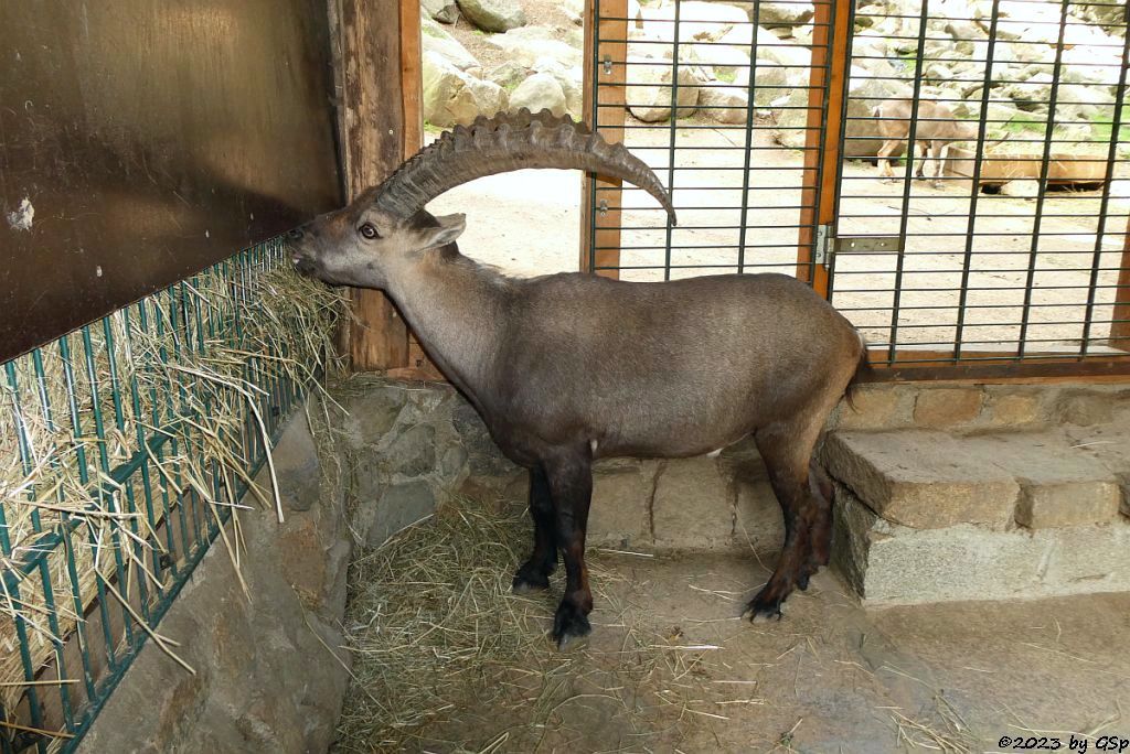 Alpensteinbock