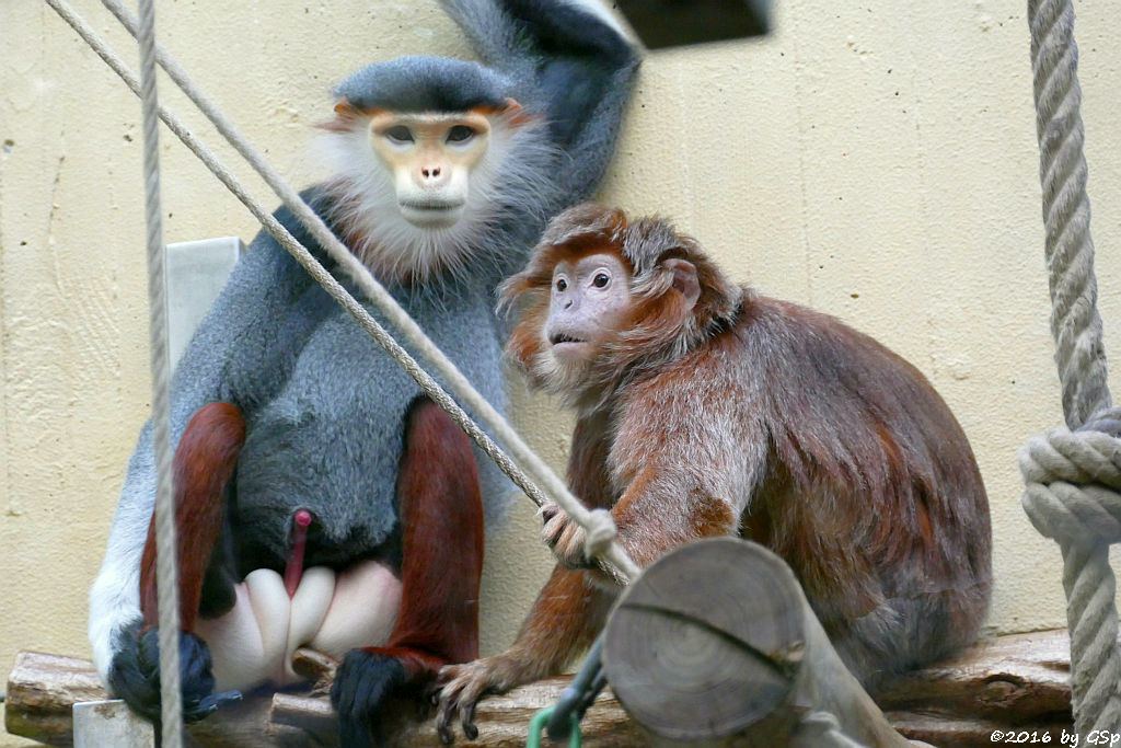 Rotschenkliger KLeideraffe, Schwarzer Haubenlangur (Javanischer Kappenlangur, Budeng)