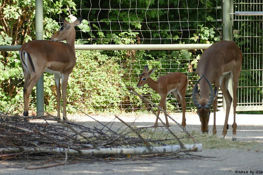 Gewöhnliche Impala (Schwarzfersen-Antilope), Jungtier geb. am 1.8.18