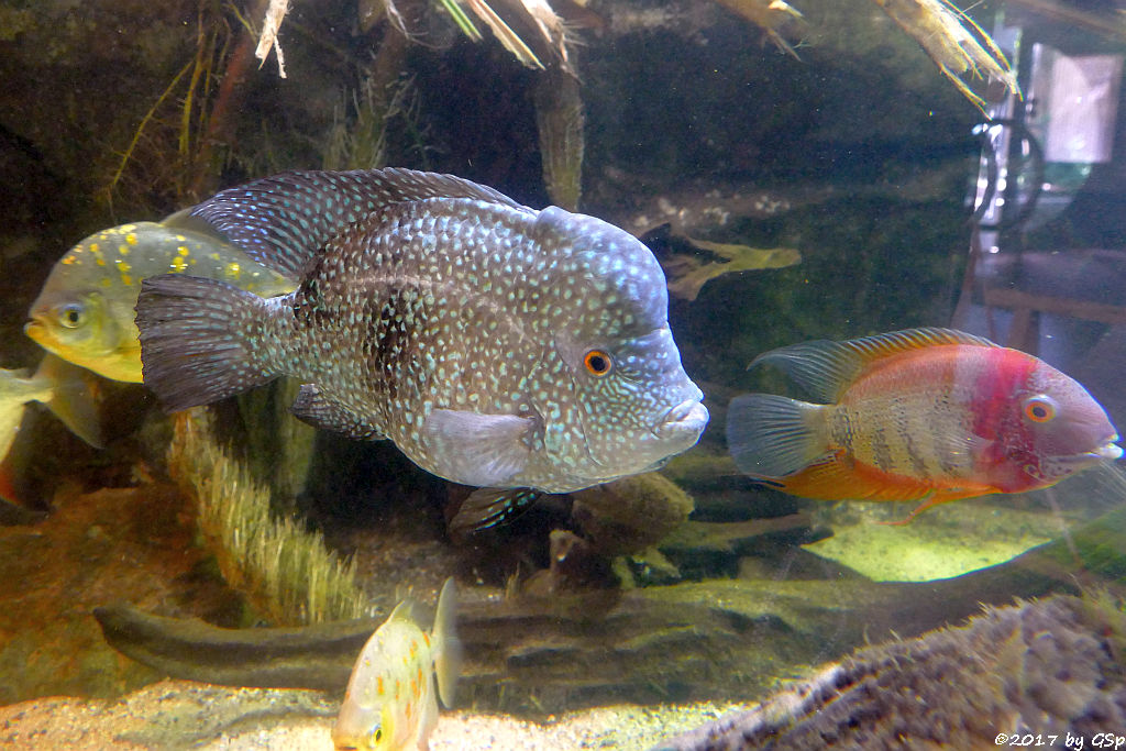 Haken-Scheibensalmler, Perlbuntbarsch (Perlclichide), Augenfleck-Buntbarsch (inkl. Rotkeil-Augenfleckbuntbarsch)