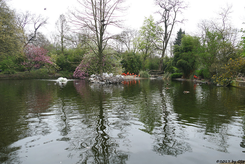 Rötelpelikan, Kubaflamingo (Karibischer Flamingo, Roter Flamingo)