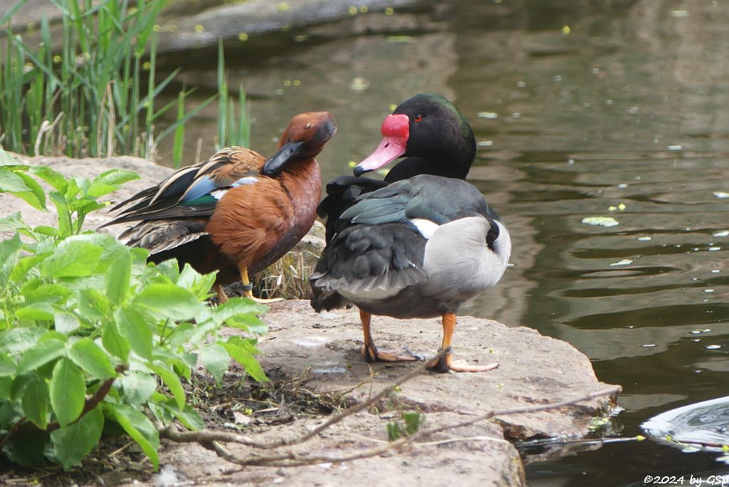 Zoo Halle: Zimtente (Kupferente), Rosenschnabelente (Peposakaente)